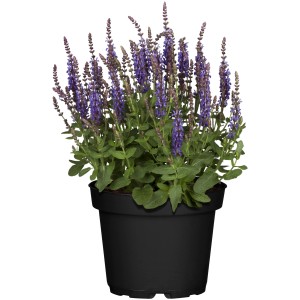 Blühender Steppen-Salbei 'Blau' im Topf, ca. 19 cm Ø. Ziersalbei für sonnige Standorte.
