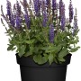 Blühender Steppen-Salbei 'Blau' im Topf, ca. 19 cm Ø. Ziersalbei für sonnige Standorte.