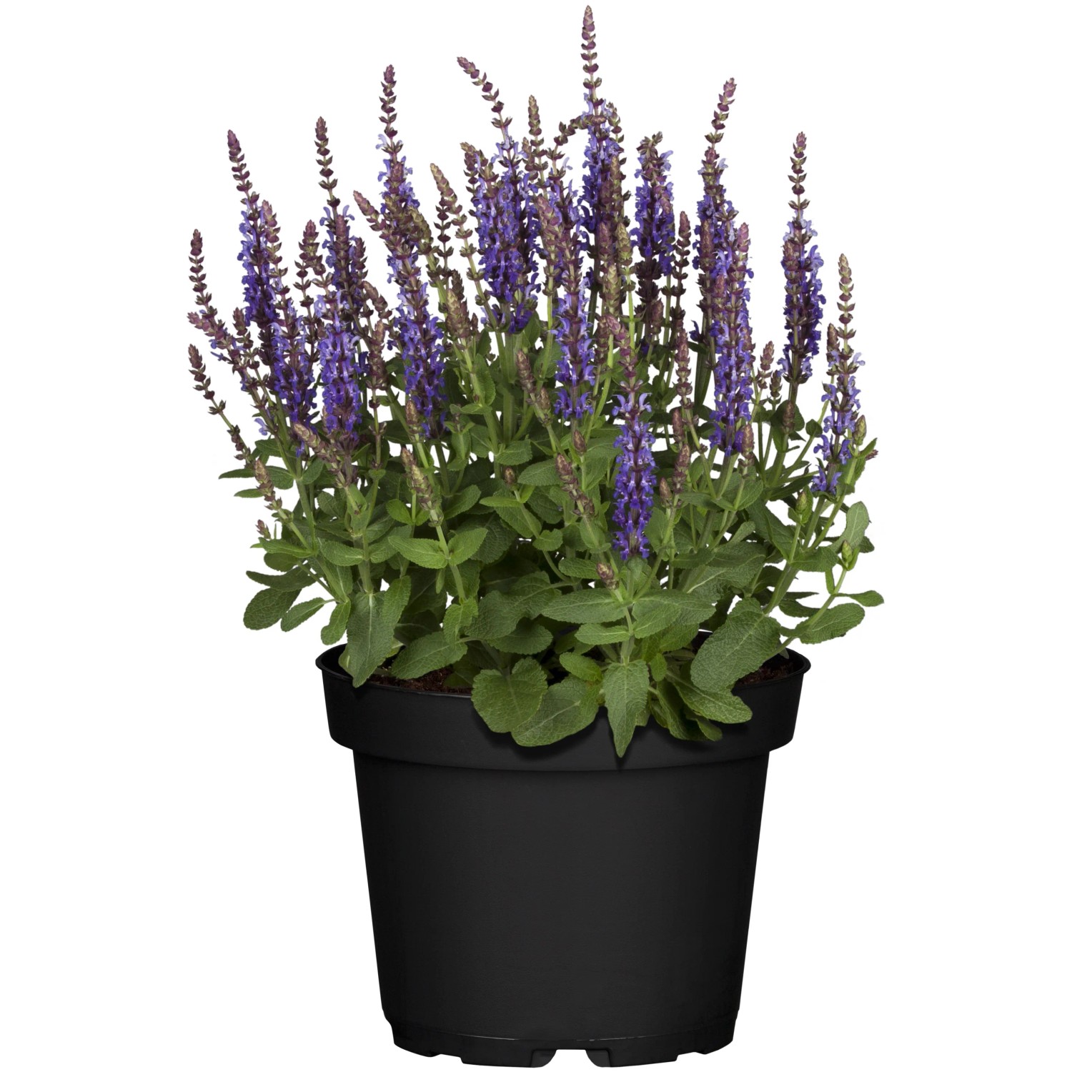 Blühender Steppen-Salbei 'Blau' im Topf, ca. 19 cm Ø. Ziersalbei für sonnige Standorte.