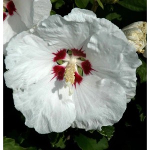 Nahaufnahme einer weißen Rosen Eibisch Blüte (Hibiscus syriacus) mit rotem Herz.