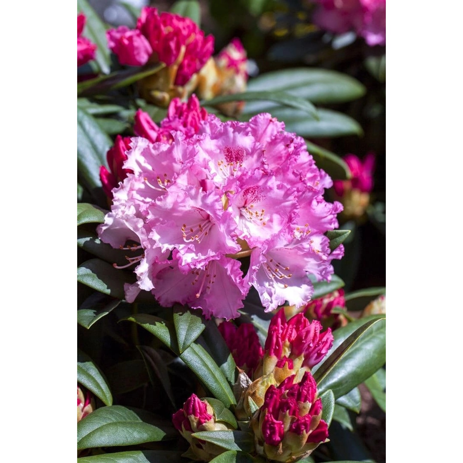 Rhododendron Yakushimanum Arabella Rosa Blüten 25–30 cm günstig online kaufen