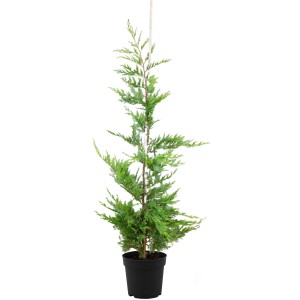 Leyland-Zypresse im Topf, ca. 125-150 cm hoch, ideal als Heckenpflanze.