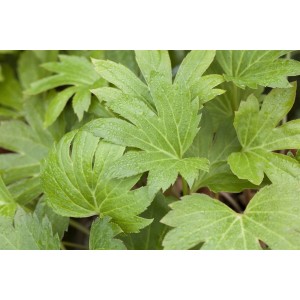 Grüne Blätter der Mukdenia Rossii Staude im 11x11 cm Topf.