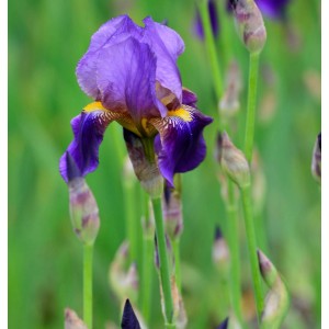 Nahaufnahme einer violetten Schwertlilie Alcazar (Iris barbata) im Gartenbeet.