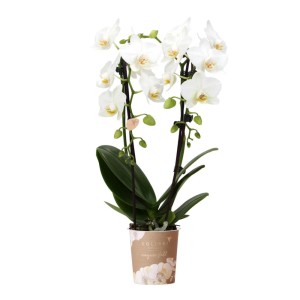 Weiße Kolibri Orchidee 'Niagara Fall' im 9cm Topf, elegante Zimmerpflanze.