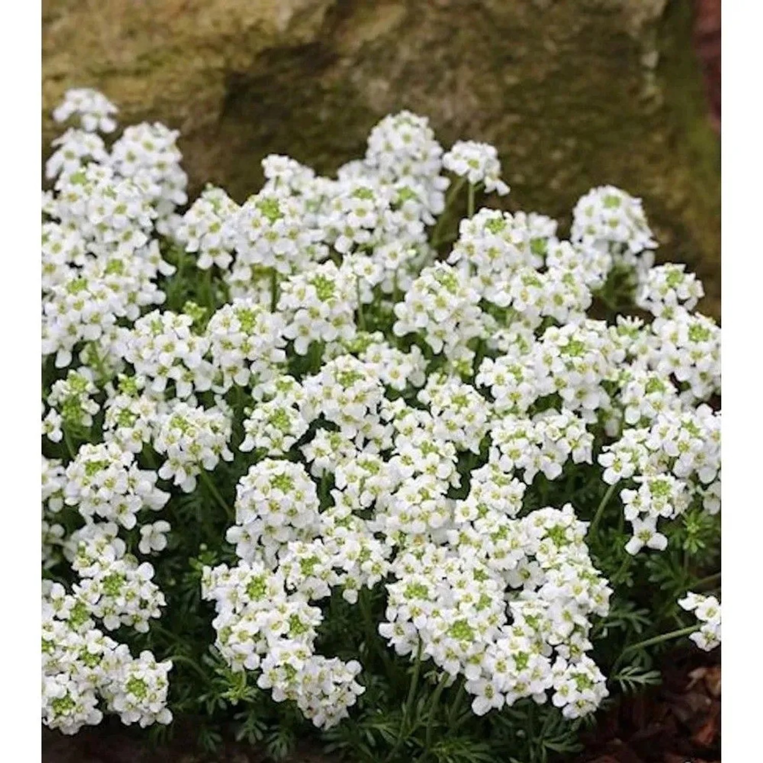 Gämskresse - Pritzelago alpina