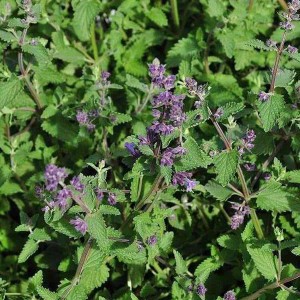6 x Katzenminze 'Walker's Low' Nepeta faassenii Topf 9cm Schmetterlingspflanze