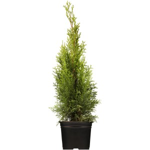 Lebensbaum Smaragd im Topf, ca. 60-80 cm hoch, ideal als Heckenpflanze.