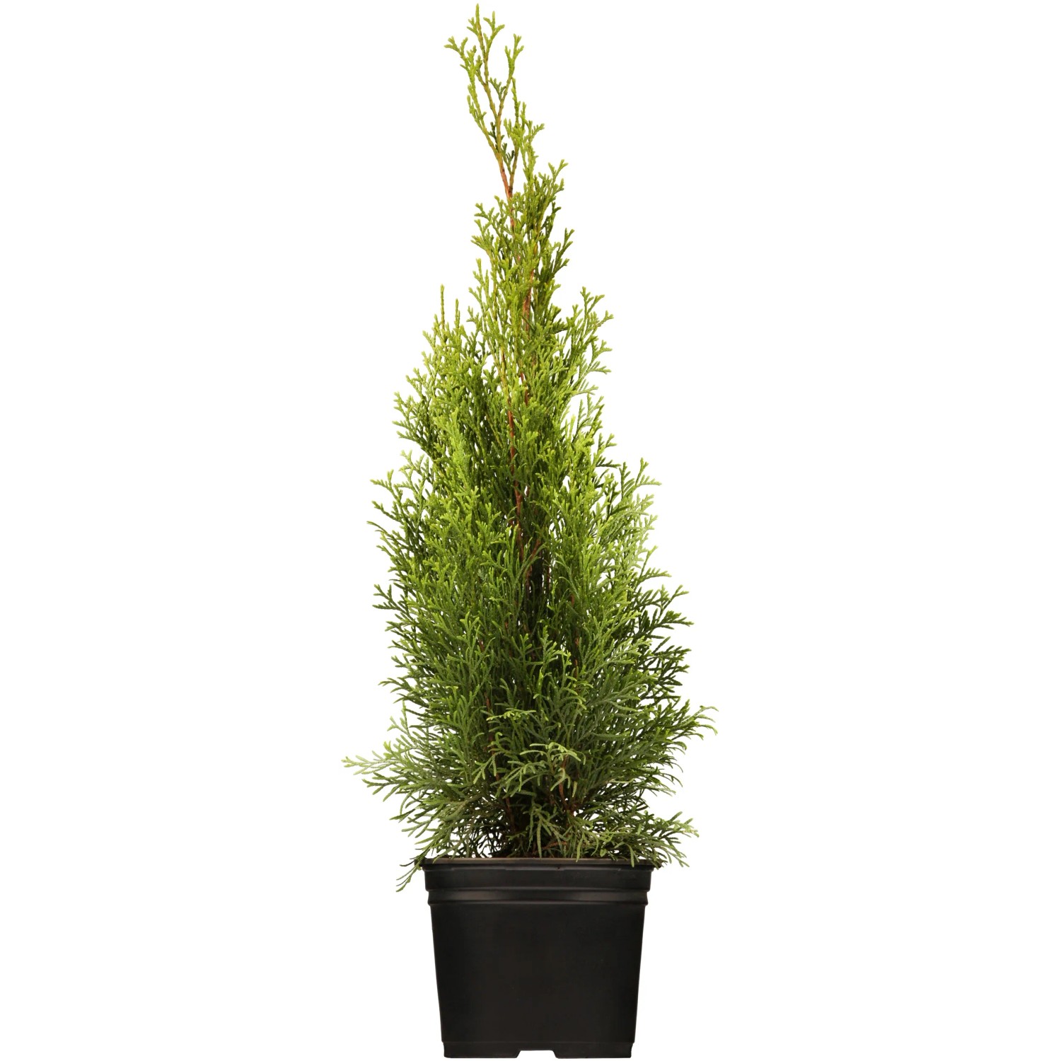 Thuja Smaragd 60-80 cm 5 l kaufen bei OBI