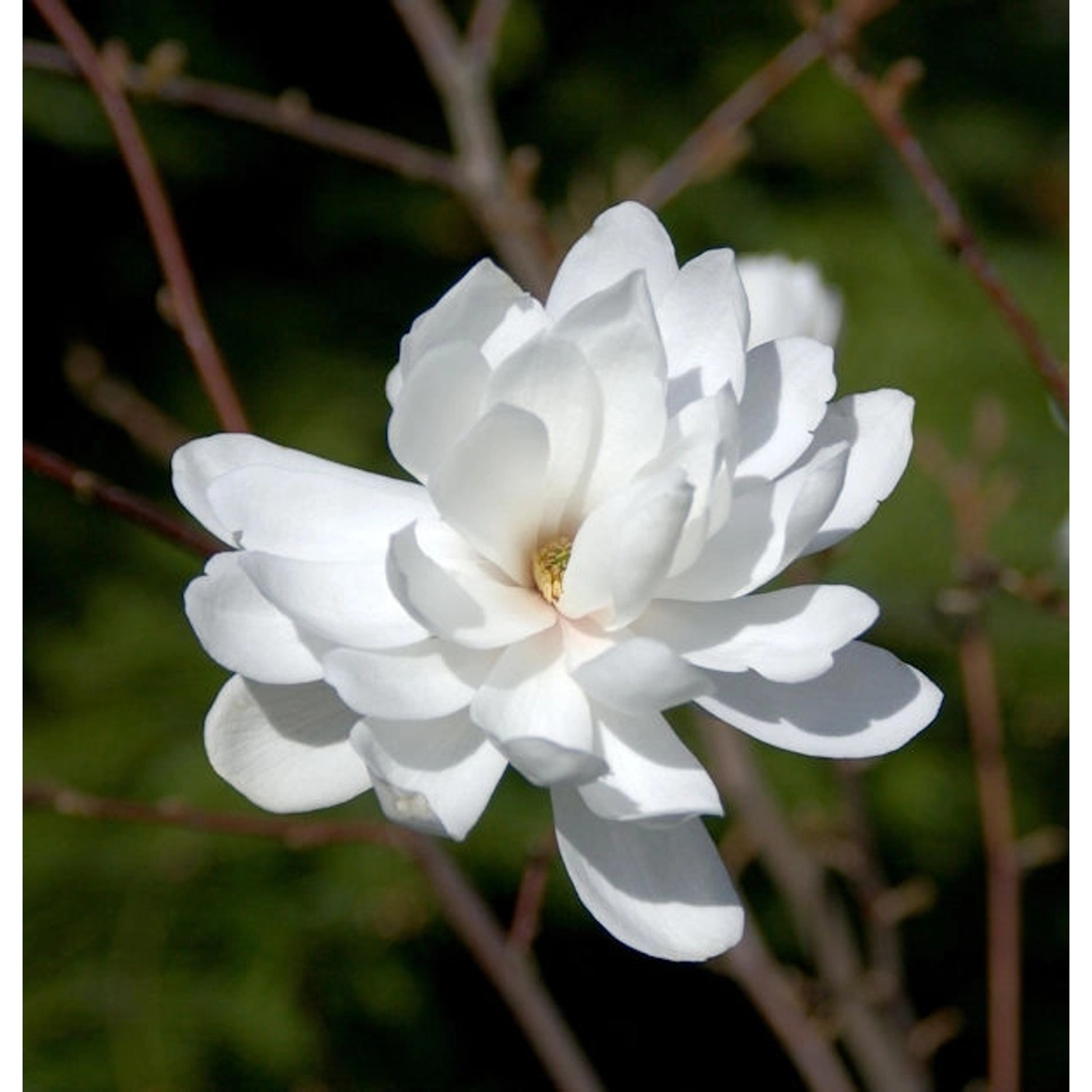 Sternmagnolie Wildcat 100-125cm - Magnolia stellata günstig online kaufen