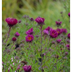 Rauhblattaster Septemberrubin (Aster novae angliae) mit purpurroten Blüten im Garten.