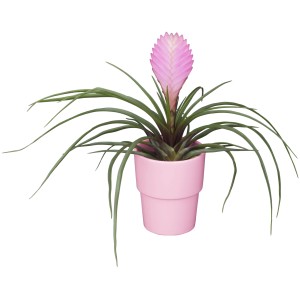 GROW by OBI Tillandsie Anita im rosa Topf, eine exotische Blühpflanze mit rosa Hochblatt.