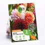 GROW by OBI Dahlien-Kollektion Mystic Summer mit Blüten in Dunkellila, Rosa und Orange.