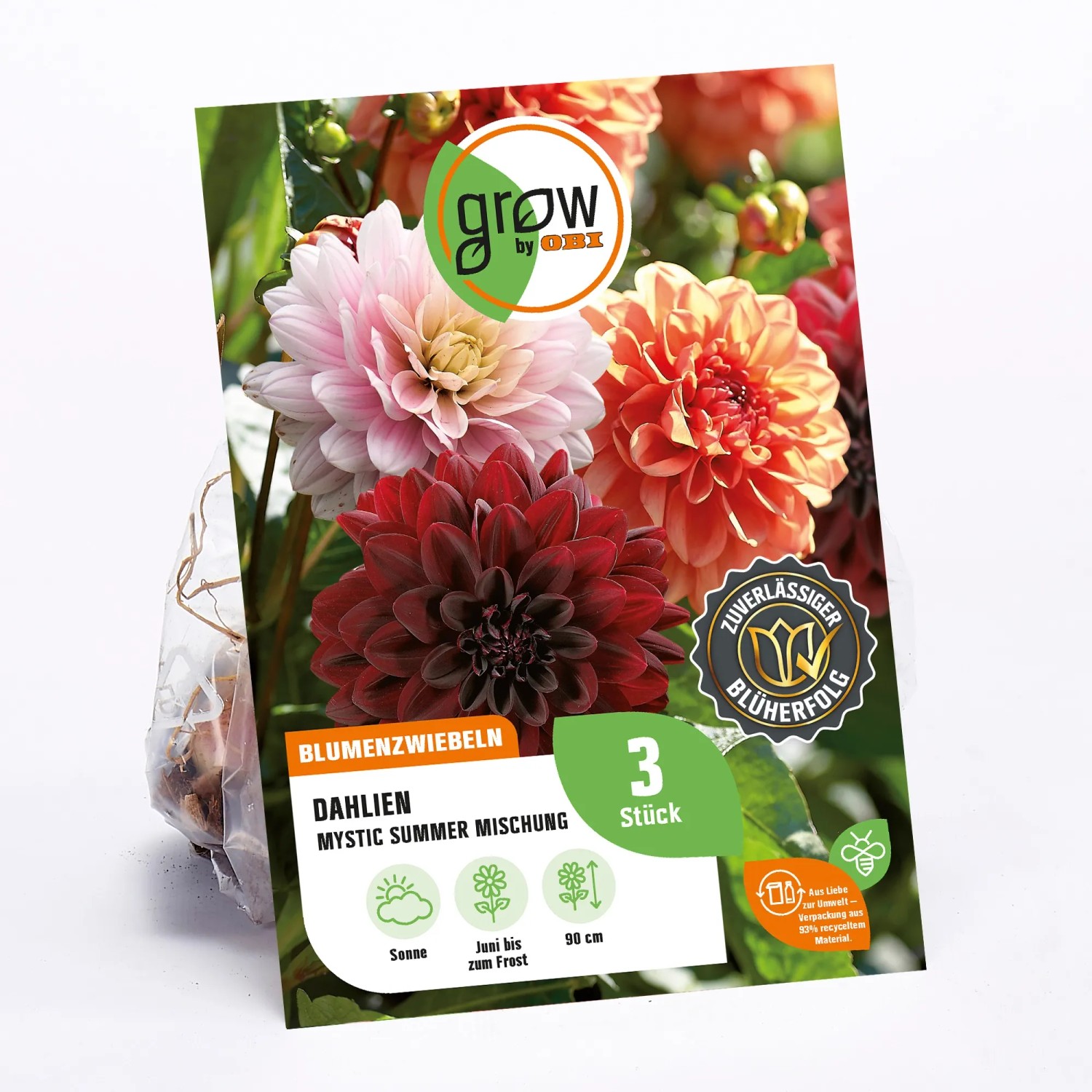 GROW by OBI Dahlien-Kollektion Mystic Summer mit Blüten in Dunkellila, Rosa und Orange.