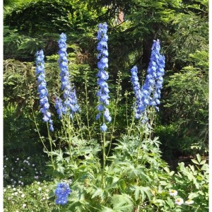 Blühender, hoher Rittersporn 'Jubelruf' (Delphinium elatum) mit blauen Blütenständen im Garten.