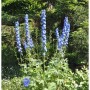 Hoher Rittersporn Jubelruf - Delphinium elatum