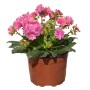 Rosa Bitterwurz (Lewisia cotyledon) im Topf, eine blühende Steingartenpflanze mit dekorativen Blüten.