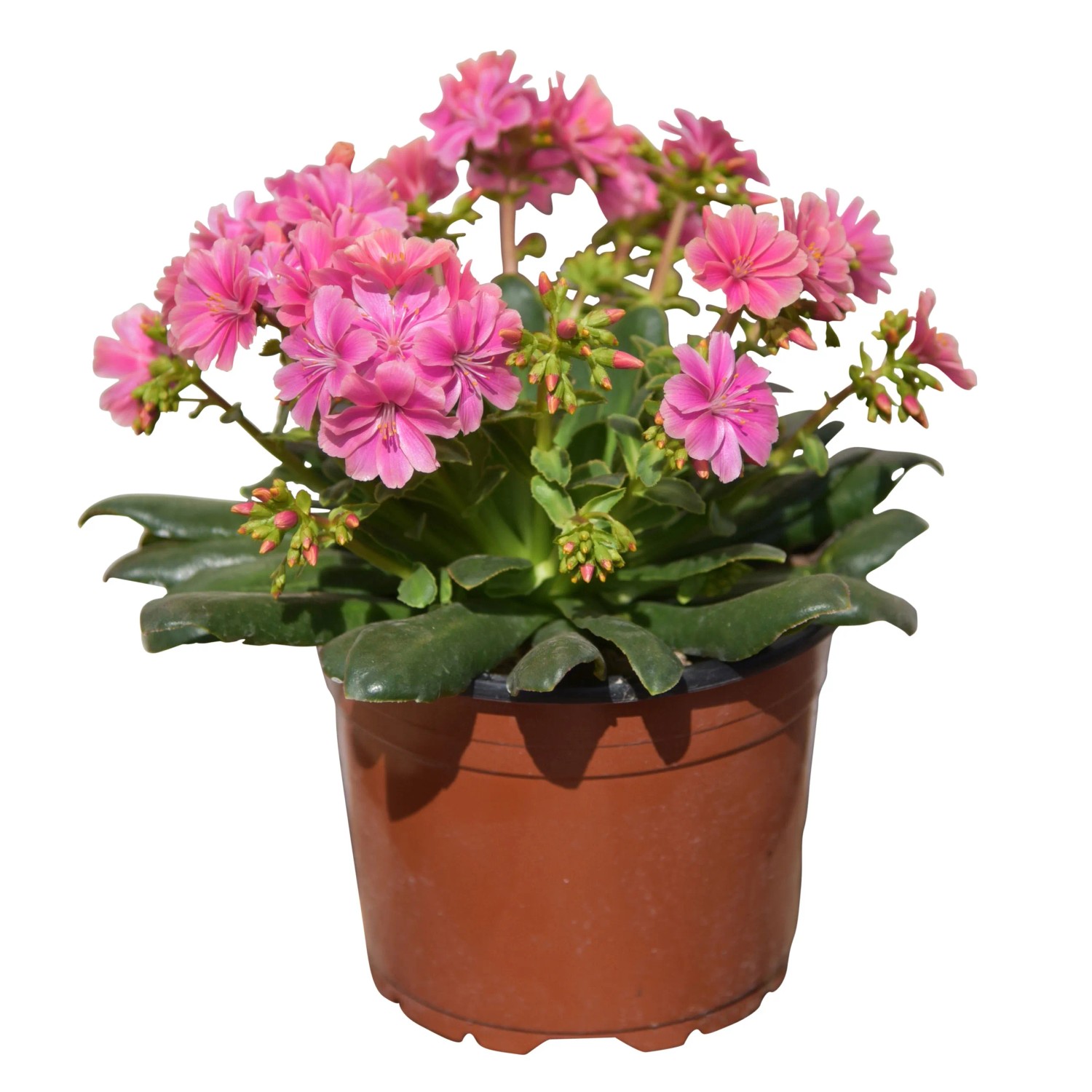Rosa Bitterwurz (Lewisia cotyledon) im Topf, eine blühende Steingartenpflanze mit dekorativen Blüten.