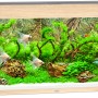 Juwel Aquarium-Set Rio LED, helles Holz, 240 l, bepflanzt und mit Fischen