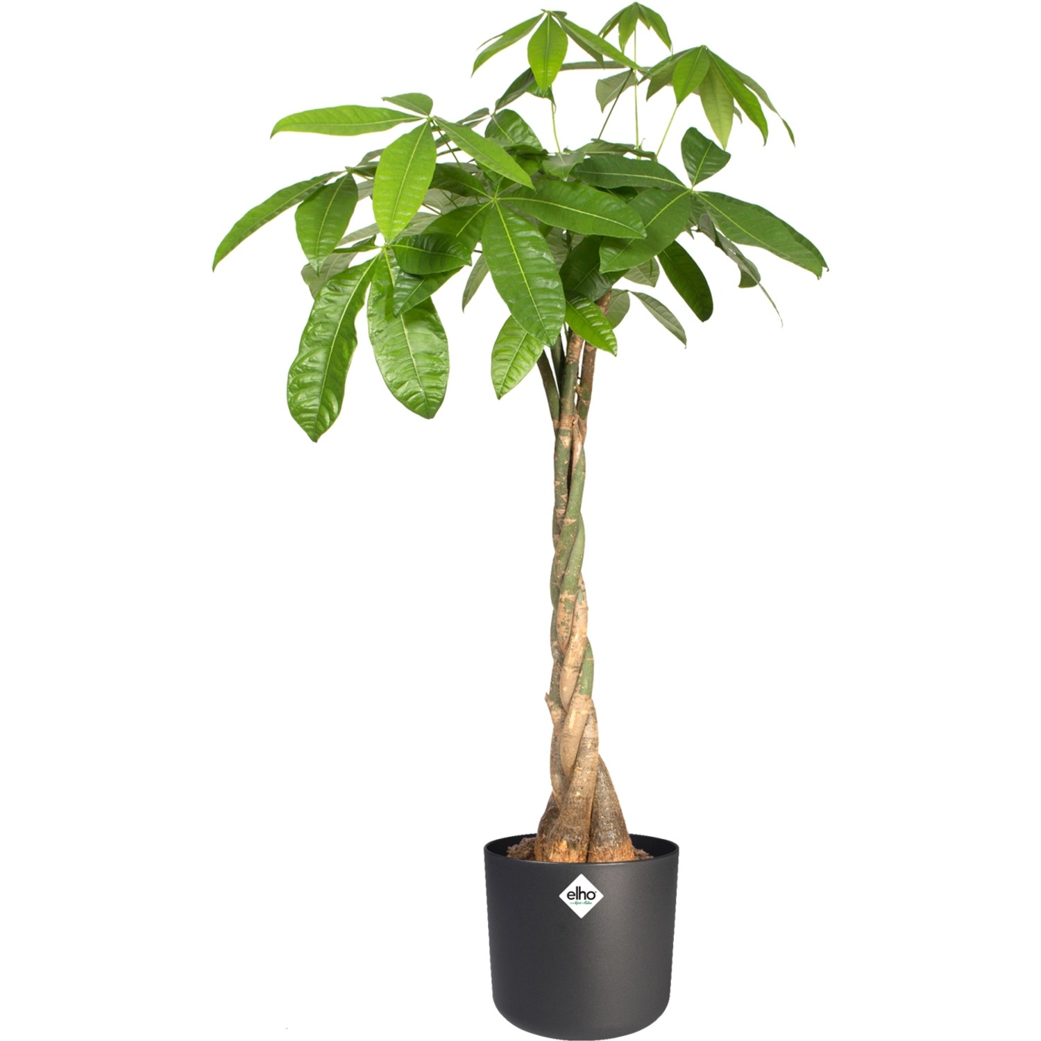 Elho Blumentopf B.For Soft, rund, Ø 24,7 cm, anthrazit mit Geldbaum (Pachira aquatica).