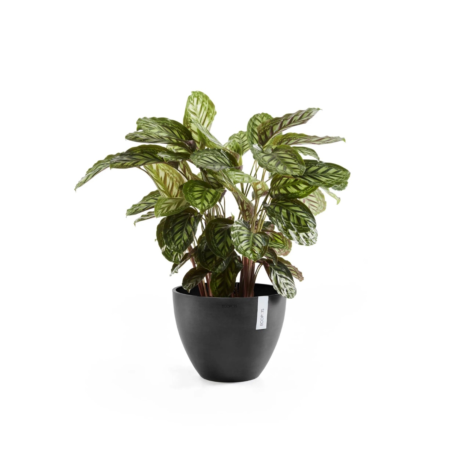 Ecopots Antwerp Pflanztopf, dunkelgrau, 40 cm, mit grüner Pflanze. Ideal für Innen- und Außenbereich.