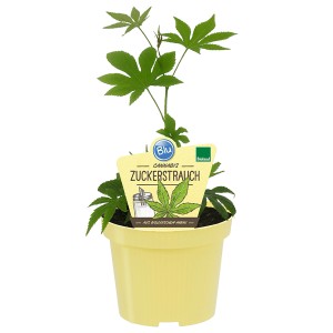 BLU Bio-Cannabis-Zuckerstrauch im Topf, grüne Blätter. Süße Alternative für Tee und Desserts.