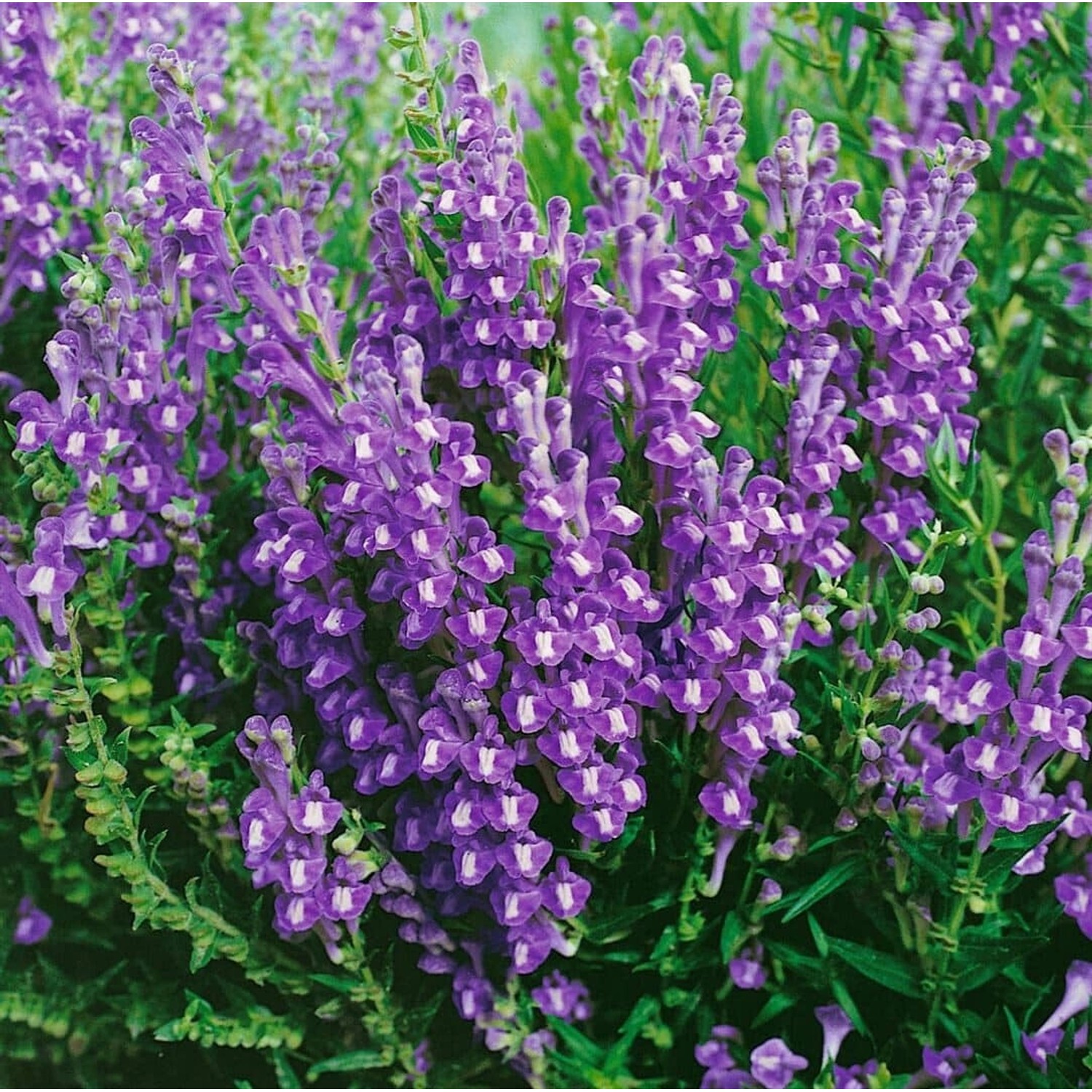Scutellaria Baicalensis Baikal Helmkraut Ca. 9x9 cm Topf günstig online kaufen