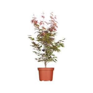 Acer Palmatum Atropurpureum, rotlaubiger Japanischer Ahorn im Topf, 40-60 cm hoch.