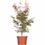 Acer Palmatum Atropurpureum, rotlaubiger Japanischer Ahorn im Topf, 40-60 cm hoch.