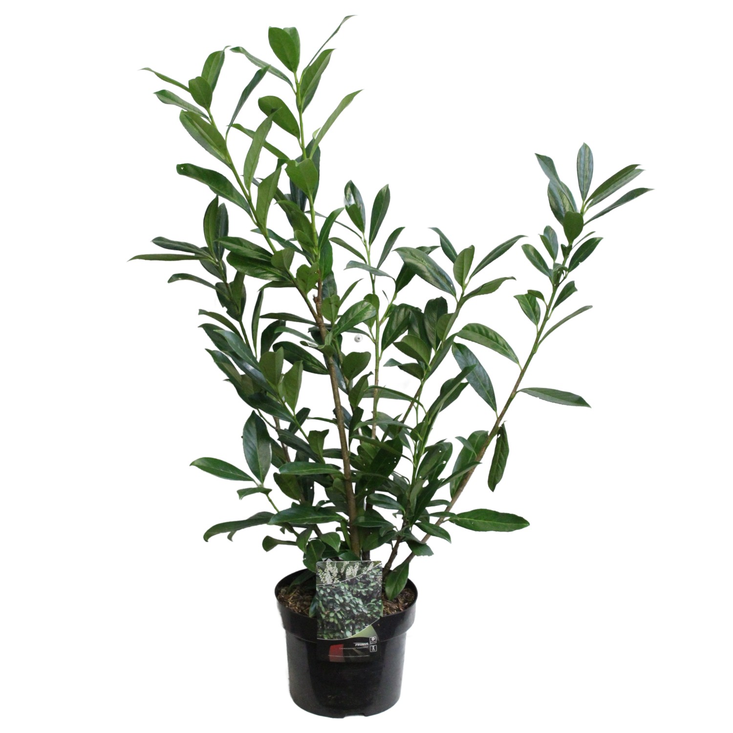 Kirschlorbeer Höhe ca. 80 100 cm Topf ca. 5 l Prunus laurocerasus