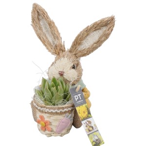 Echeveria im Schilf-Gefäß mit Deko-Hase, Topfpflanze für Ostern und Frühling.