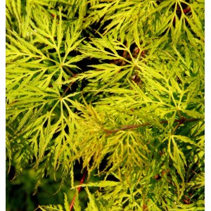 Detailaufnahme des grünen Schlitzfächerahorn Emerald Lace, Acer palmatum.