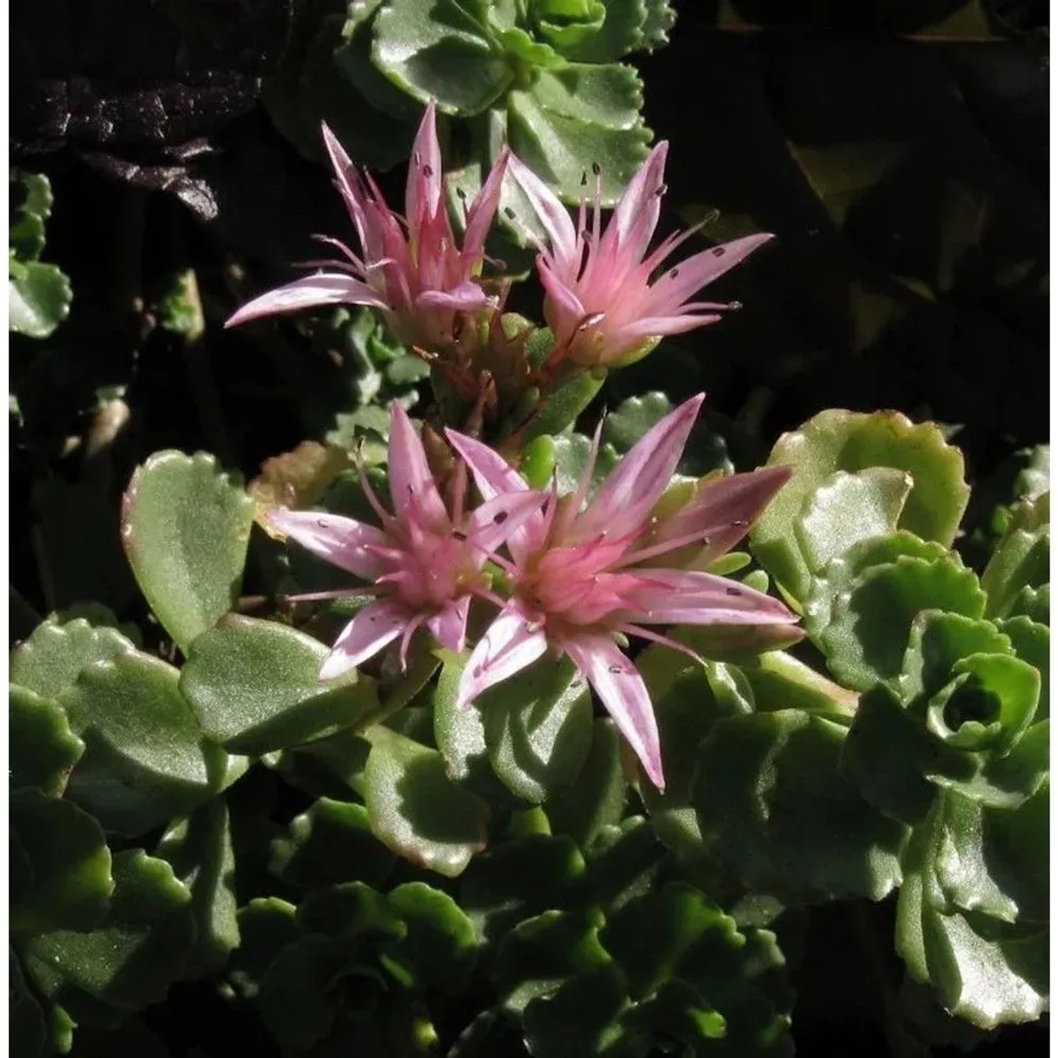 Fetthenne - Stolon Steinraute - Sedum stoloniferum