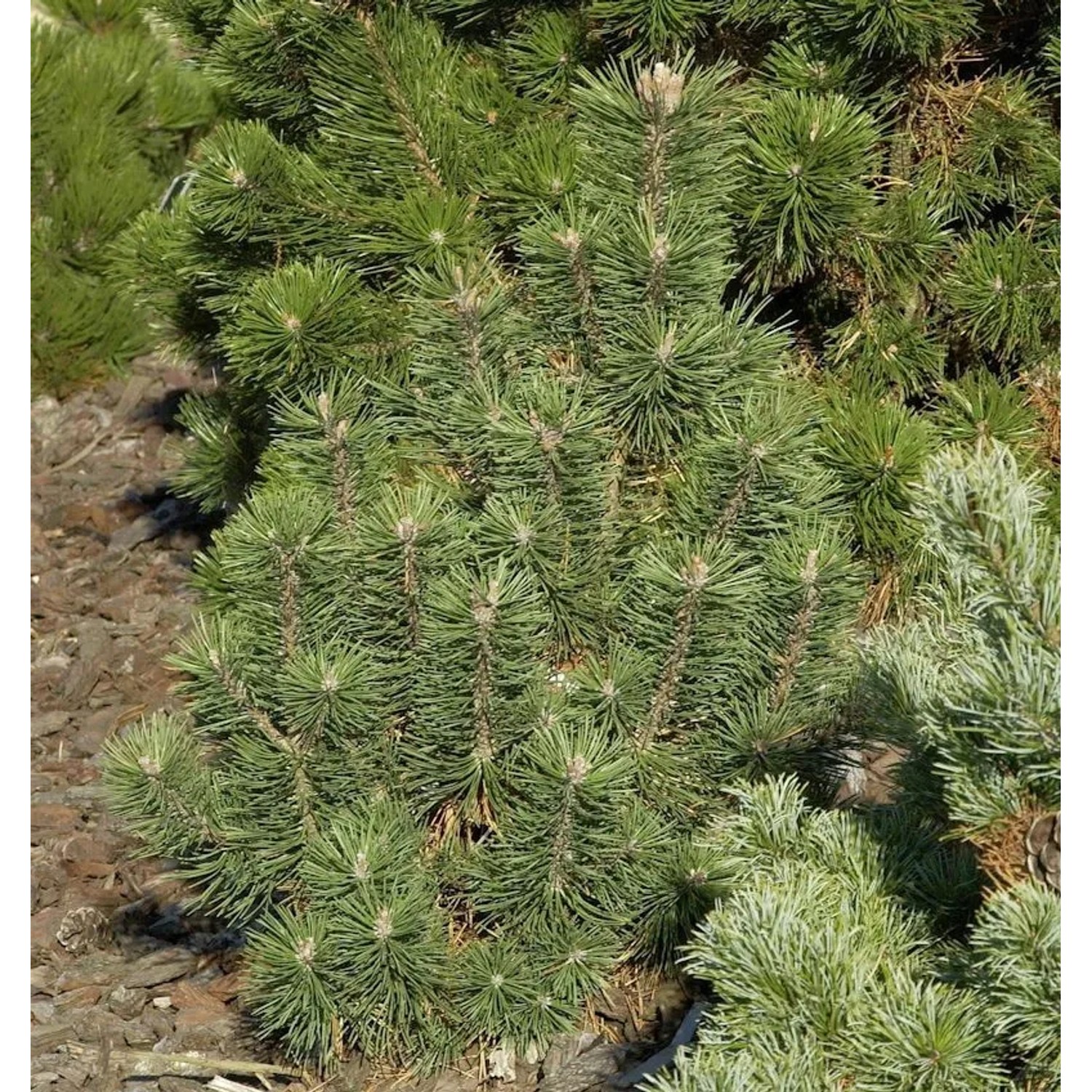 Kegel Bergkiefer 30-40cm - Pinus mugo