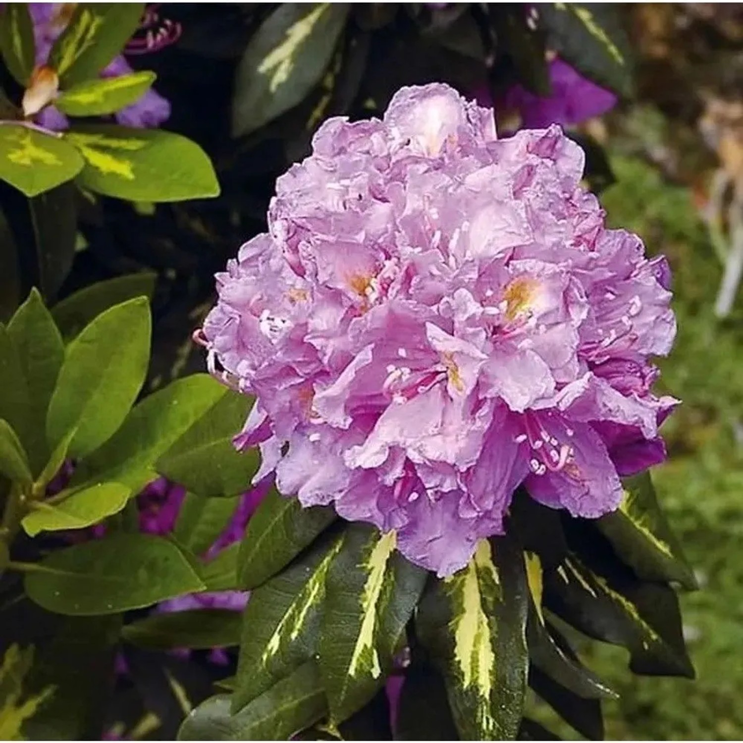 Image of Großblumige Rhododendron Goldflimmer 50-60cm - Alpenrose