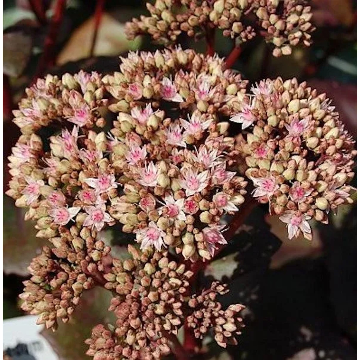 Große Fetthenne Matrona - Sedum maximum