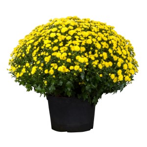 Gelbe Herbst-Chrysantheme im Topf, ca. 40 cm hoch. Dekorative Chrysanthemum indicum für den Herbstgarten.