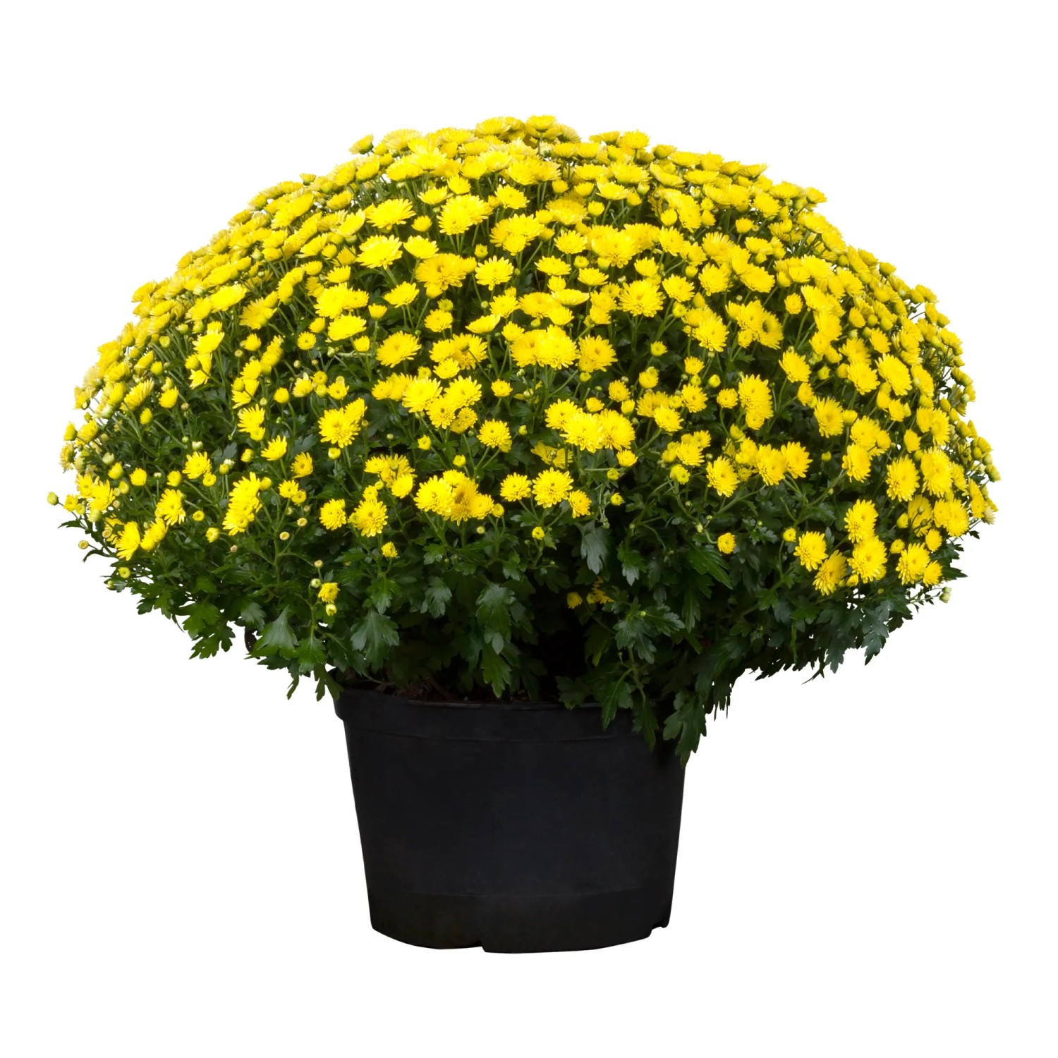 Herbstblume Chrysanthemum indicum, 40 cm Höhe, 19 cm Topf-Ø kaufen bei OBI
