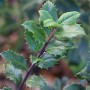 Nahaufnahme einer Stechpalme Ilex Blue Prince mit dunkelgrünen, dornigen Blättern.