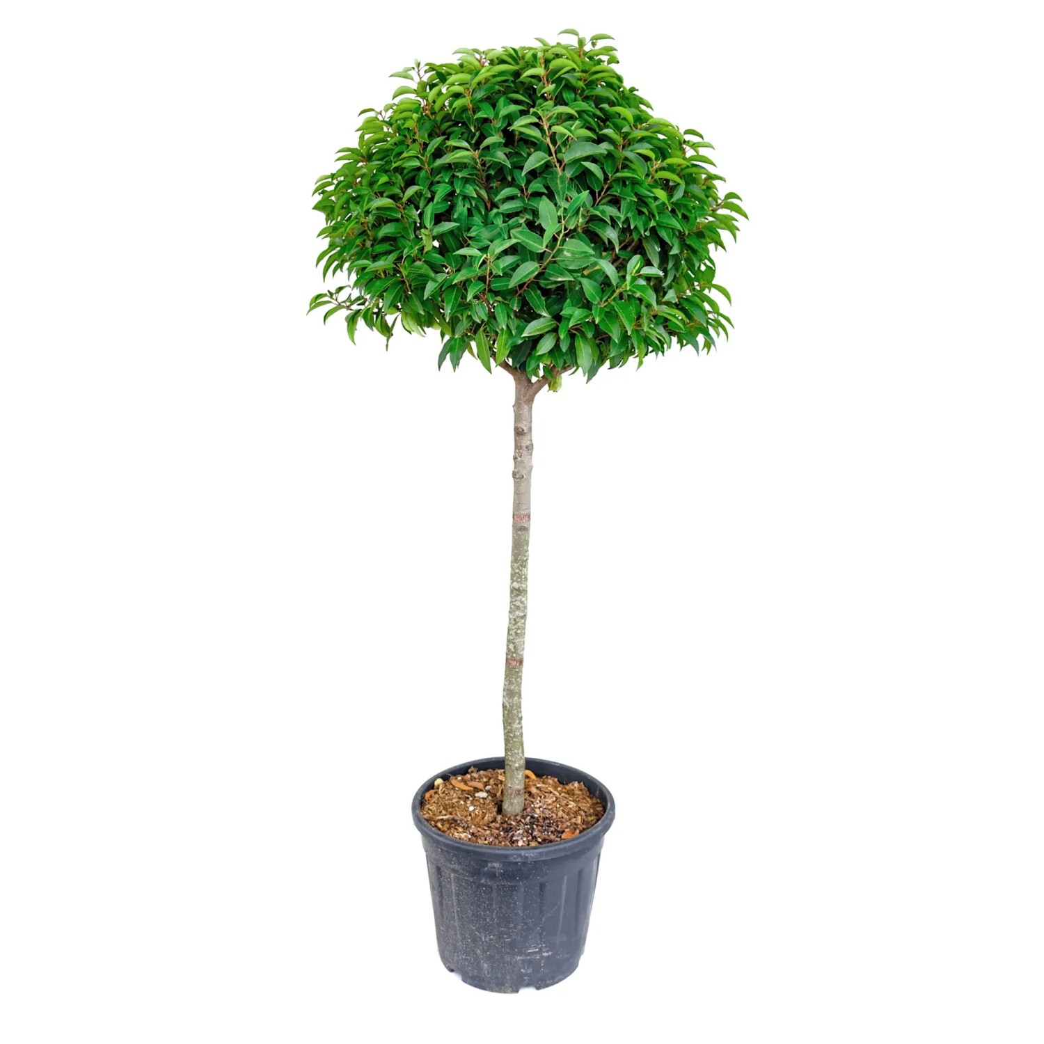dragon tail philodendron Dragon tail Philodendron – Plantify main image 1