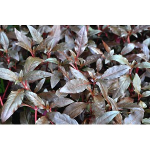 Dennerle Aquariumpflanze Alternanthera Reineckii Rot, XML Größe. Rote Wasserpflanze für das Aquarium.