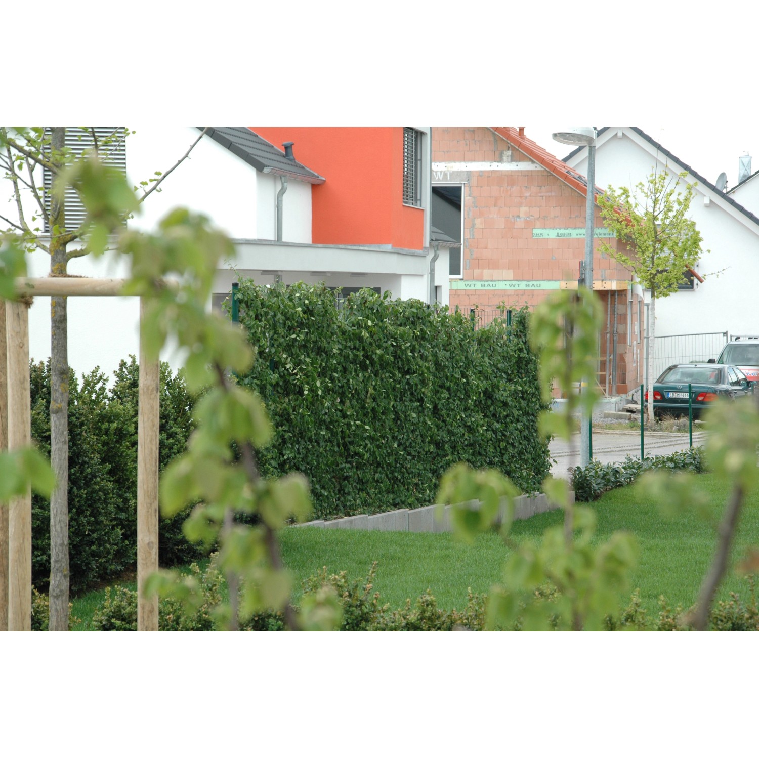 Hecke "am laufenden Meter" Spindelstrauch 180120 cm kaufen bei OBI