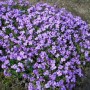 Blaukissen 'Schloß Eckberg' Staude mit dichten, leuchtend violetten Blüten. Ideal für Steingärten und Böschungen.