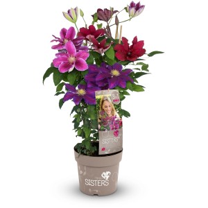 Waldrebe Three Sisters im Topf mit rot, rosa und lila Blüten.