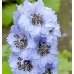 Nahaufnahme des hellblauen Rittersporn Elmhimmel (Delphinium belladonna), eine elegante Staude.