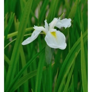 Japanische Sumpf Schwertlilie Diamant - Iris ensata