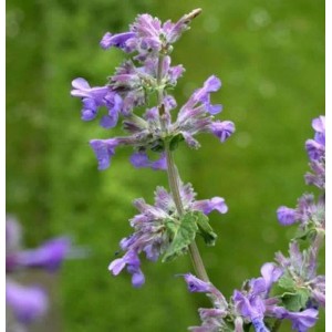 Nahaufnahme der Himalaya Katzenminze (Nepeta subsessilis) mit lila Blüten.