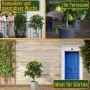 Fruchttragender Limettenbaum (90cm) im Topf, ideal für Garten und Terrasse.
