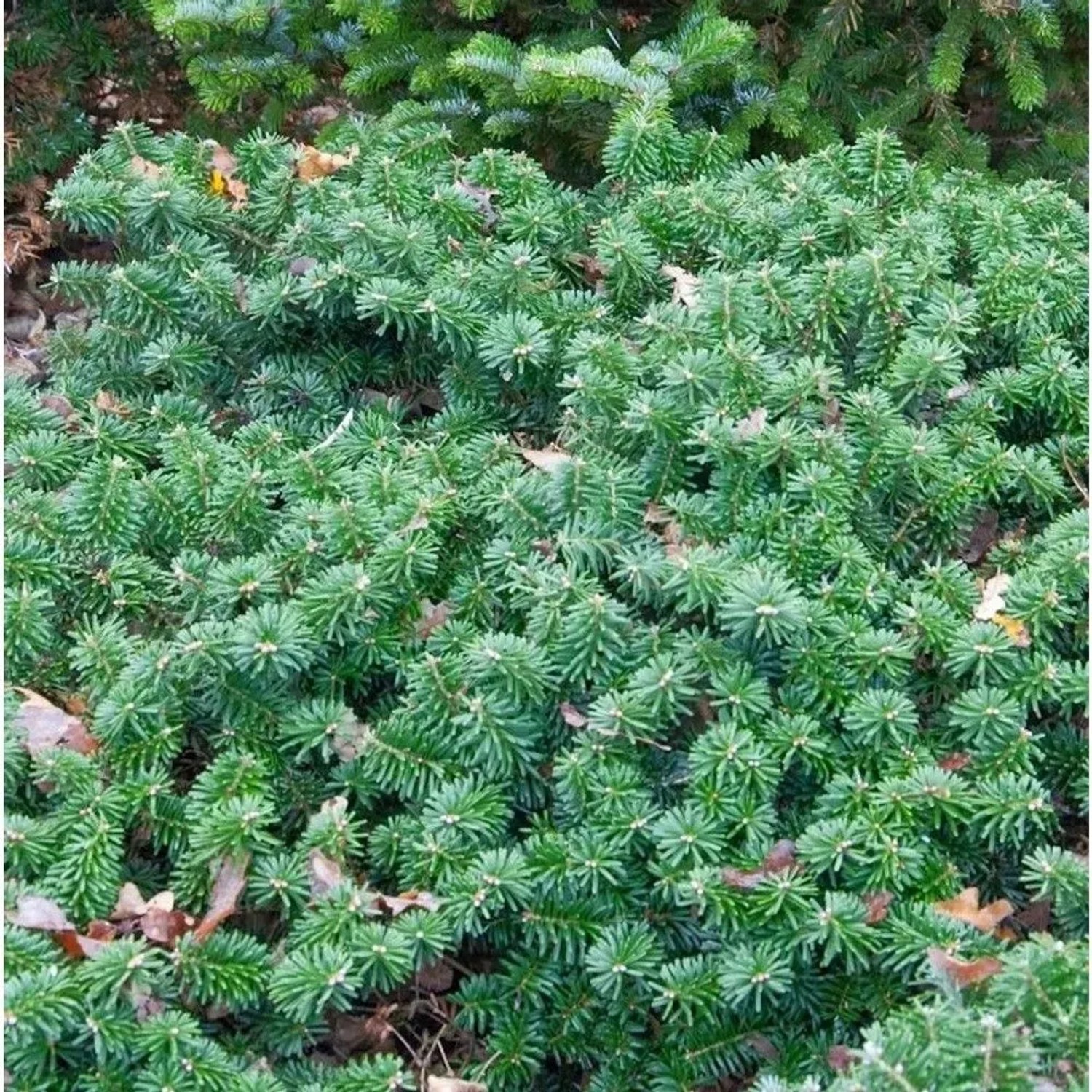 Flache Koreatanne Dark Hill 30-35cm - Abies koreana