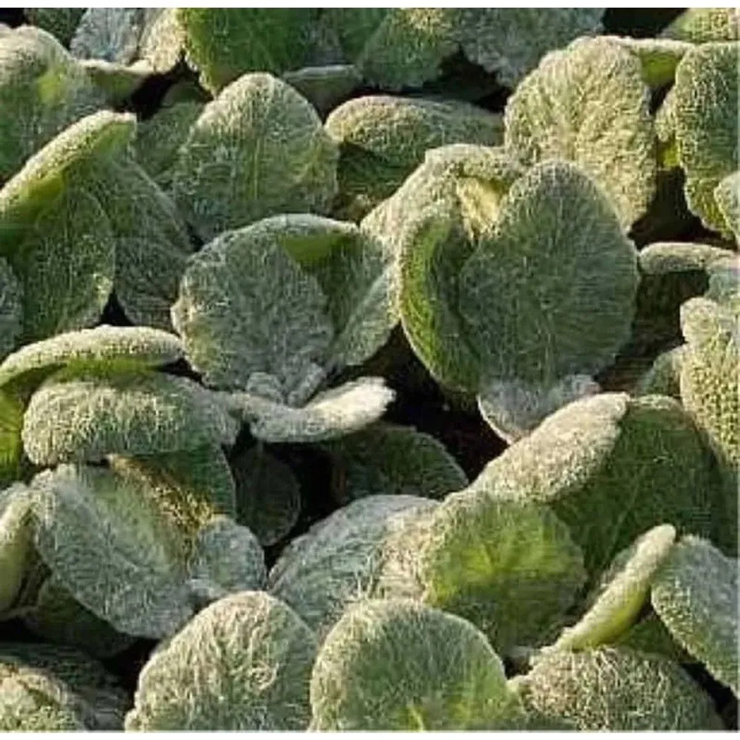 Silber Salbei - Salvia argentea